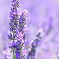 Haldis Kaspara Eriksen